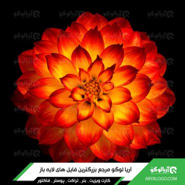 عکس گل با کیفیت 4K کد 58