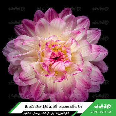 عکس گل با کیفیت 4K کد 67