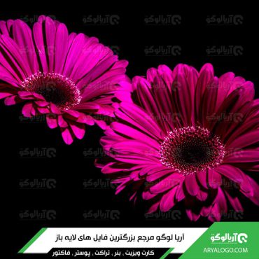 عکس گل با کیفیت 4K کد 117