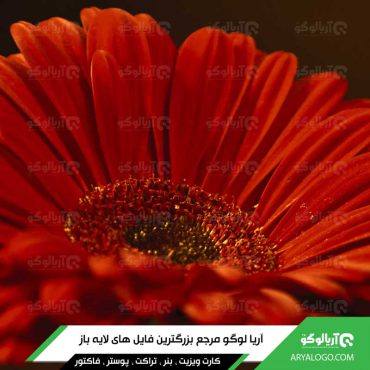 عکس گل با کیفیت 4K کد 118