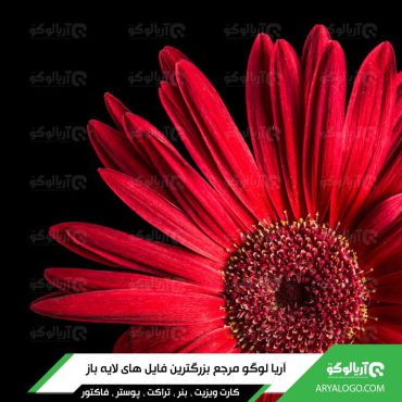 عکس گل با کیفیت 4K کد 119