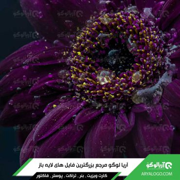عکس گل با کیفیت 4K کد 122