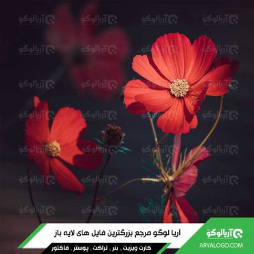 عکس گل با کیفیت 4K کد 148