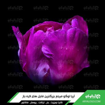 عکس گل با کیفیت 4K کد 165