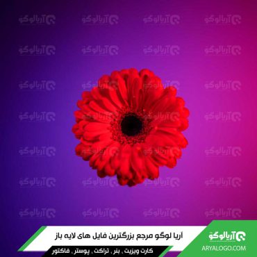 عکس گل با کیفیت 4K کد 207
